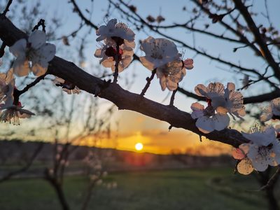 حال و هوای بهاری خمین