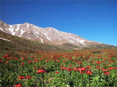 بهار خمین با رنگ سرخ لاله‌های واژگون
