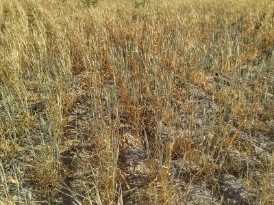 خشکسالی در خمین؛ نابودی مزارع گندم دیم و بحران آب در روستاها